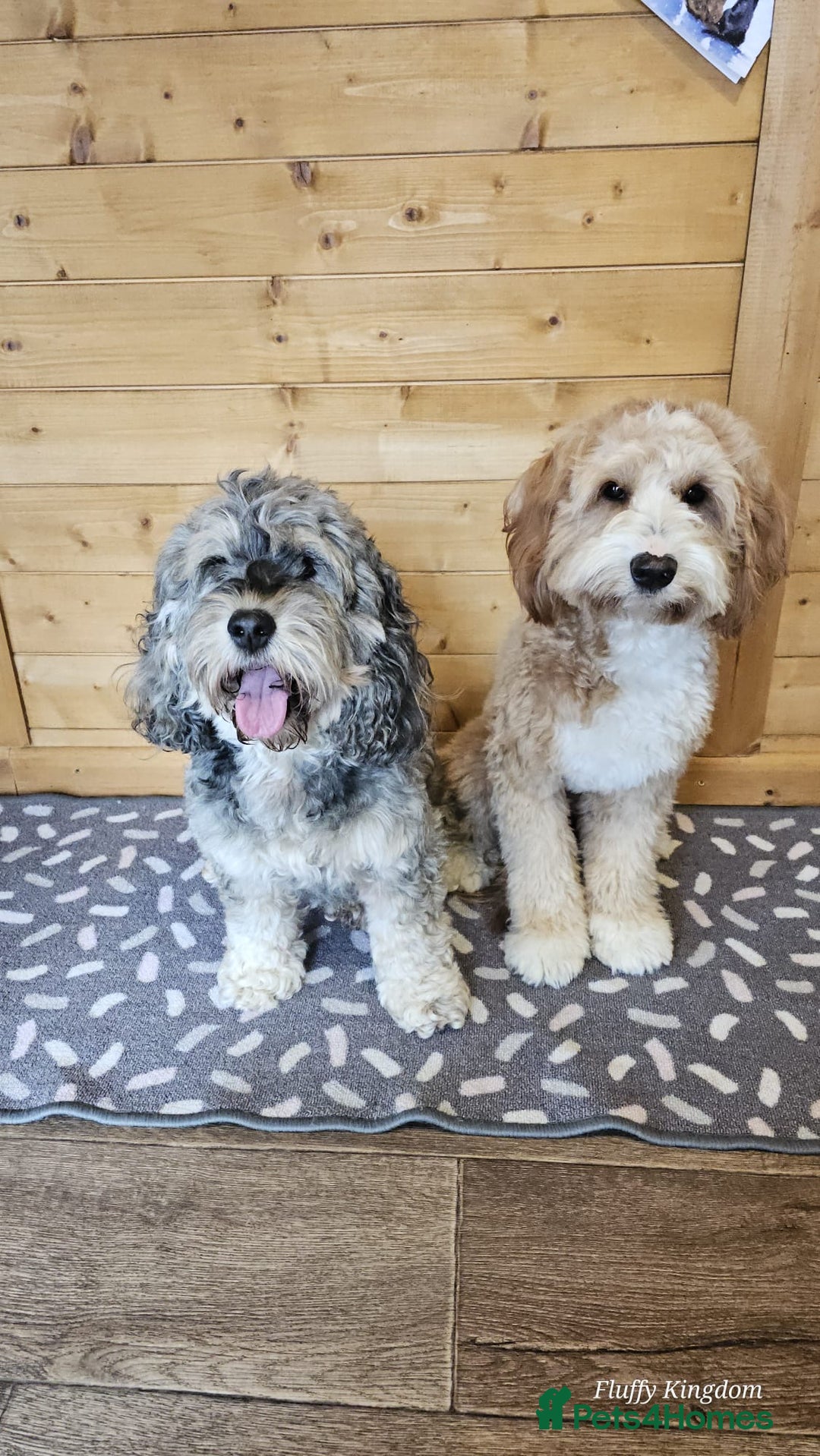 Australian Labradoodle dogs for sale: Gorgeous Australian Labradoodle Puppies  - Advert 38