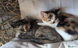 Bengal cats for sale: Bengal / Norwegian Forest Kittens Boy & Girl!  - Image 7