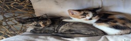 Bengal cats for sale: Bengal / Norwegian Forest Kittens Boy & Girl!  - Advert 7