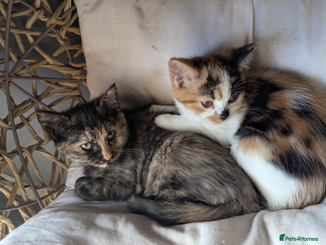 Bengal cats for sale: Bengal / Norwegian Forest Kittens Boy & Girl!  - Image 7