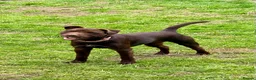 Patterdale Terrier dogs for sale: Patterdale Terrier Looking for a Loving Home - Advert 3