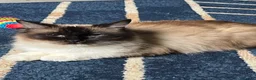 Ragdoll cats for sale: Stunning fur purebred ragdolls - Advert 37