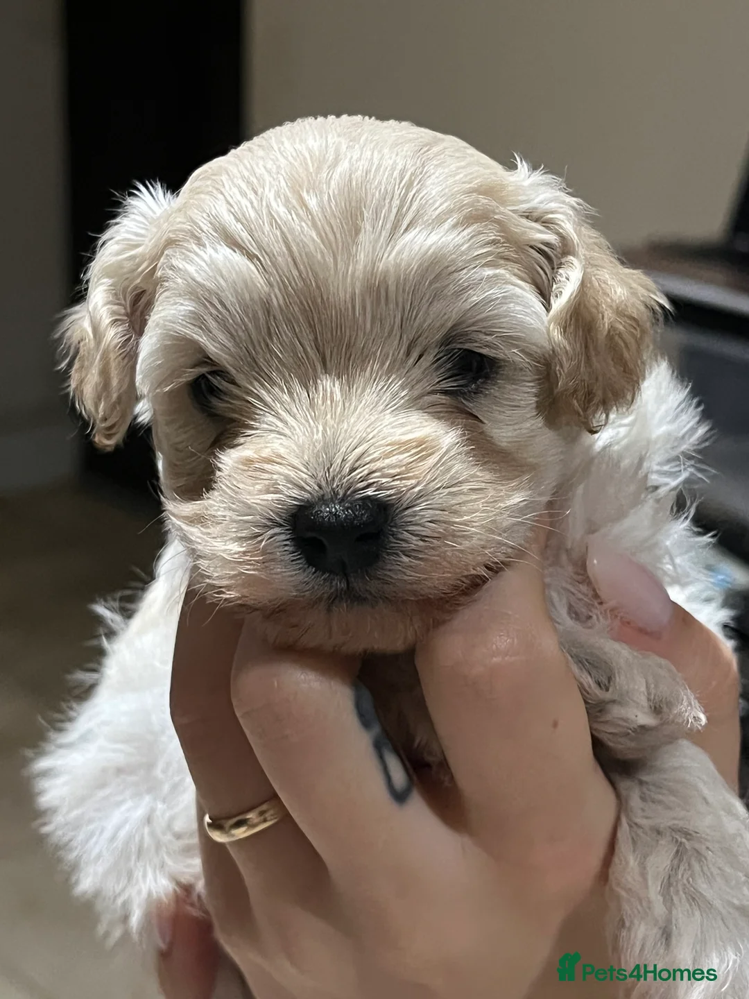 Maltipoo dogs for sale: Pure Maltipoo Puppies   - Advert 7