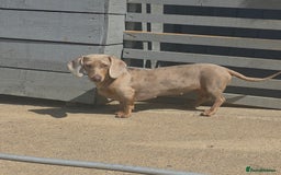 Miniature Dachshund dogs for sale: Stunning Minature Dachshund Babies - Image 7