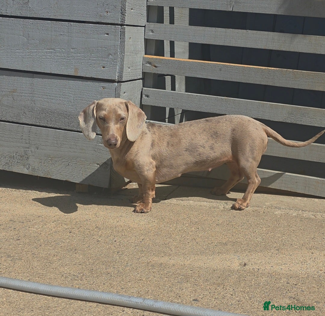 Miniature Dachshund dogs for sale: Stunning Minature Dachshund Babies - Image 7