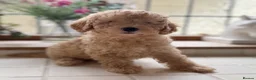 Toy Poodle dogs for sale: Exceptional KC Registered Toy Poodle Puppies - Advert 11