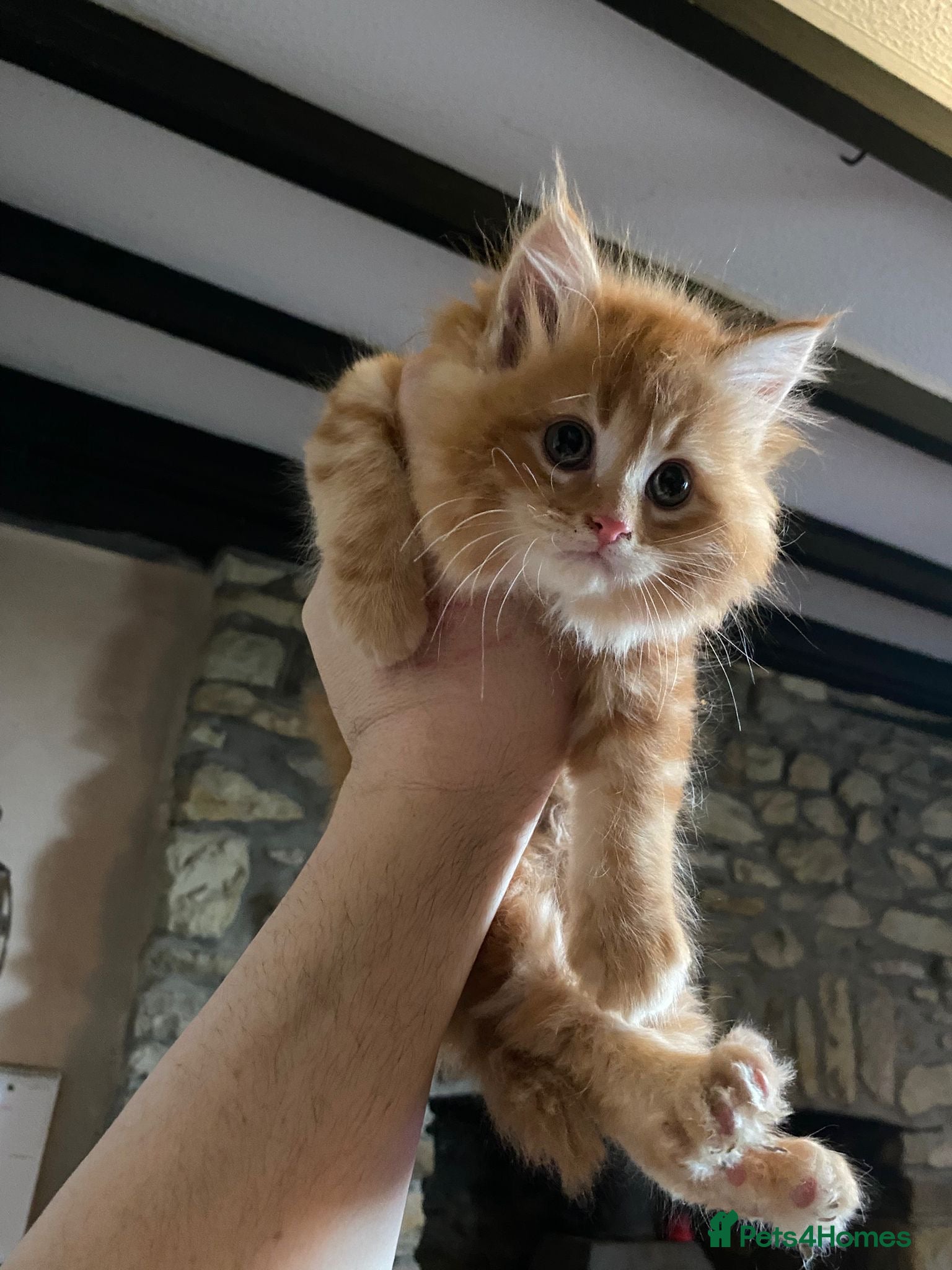 Maine Coon cats Stunning Maine coon x chinchilla kittens  - Advert 2