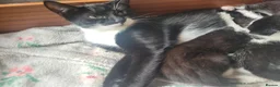 Domestic Shorthair cats for sale: Beautiful tuxedo kittens - Advert 2
