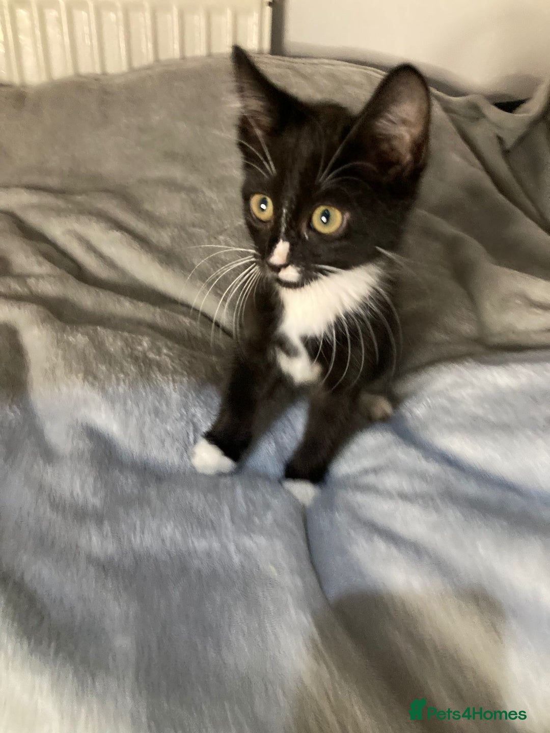 Mixed Breed cats for sale: Semi long hair and ginger kittens - Image 6