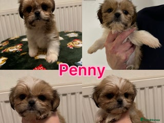 Shih Tzu dogs 2 gorgeous puppies for sale - Advert 8