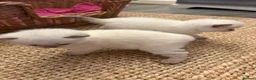 British Shorthair cats for sale: Beautiful British shorthair females  - Advert 3
