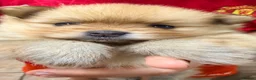 Pomeranian dogs for sale: Beautiful Pomeranian puppies in Burnley - Advert 10