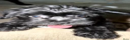 Mixed Breed dogs for sale: 6 Beautiful Puppies Ready Now! in Corby - Advert 2