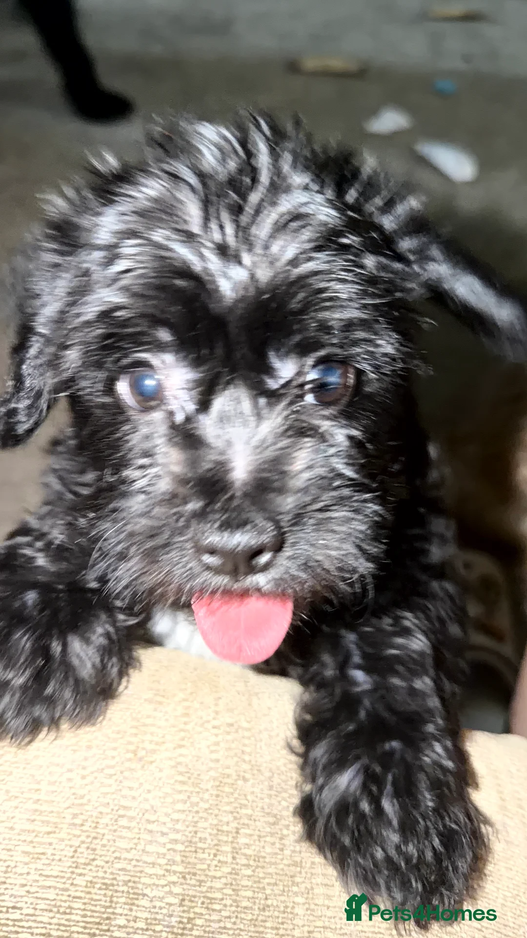 Mixed Breed dogs for sale: 6 Beautiful Puppies Ready Now! in Corby - Advert 2