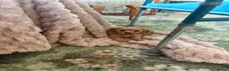 Cavapoo dogs for sale: Beautiful Apricot Cavapoo (Backcross Cavalier) - Advert 10