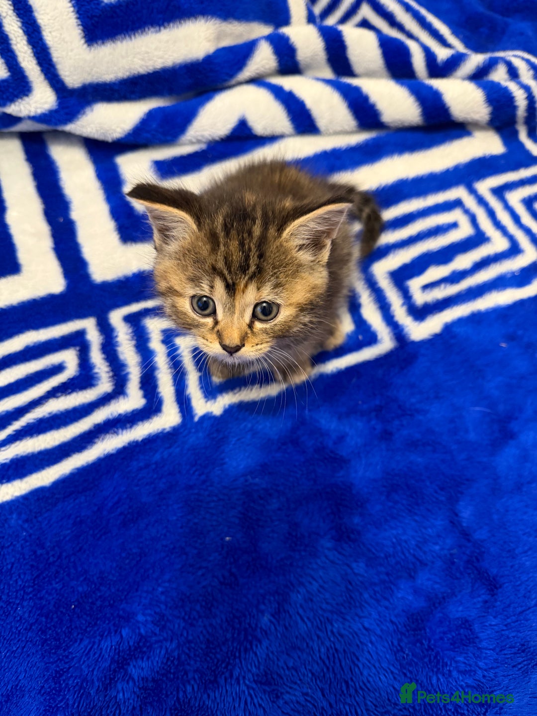 Mixed Breed cats for sale: 5 beautiful kitties  - Advert 13