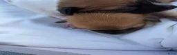 Chihuahua dogs for sale:  Puppy’s ❤️ - Advert 10