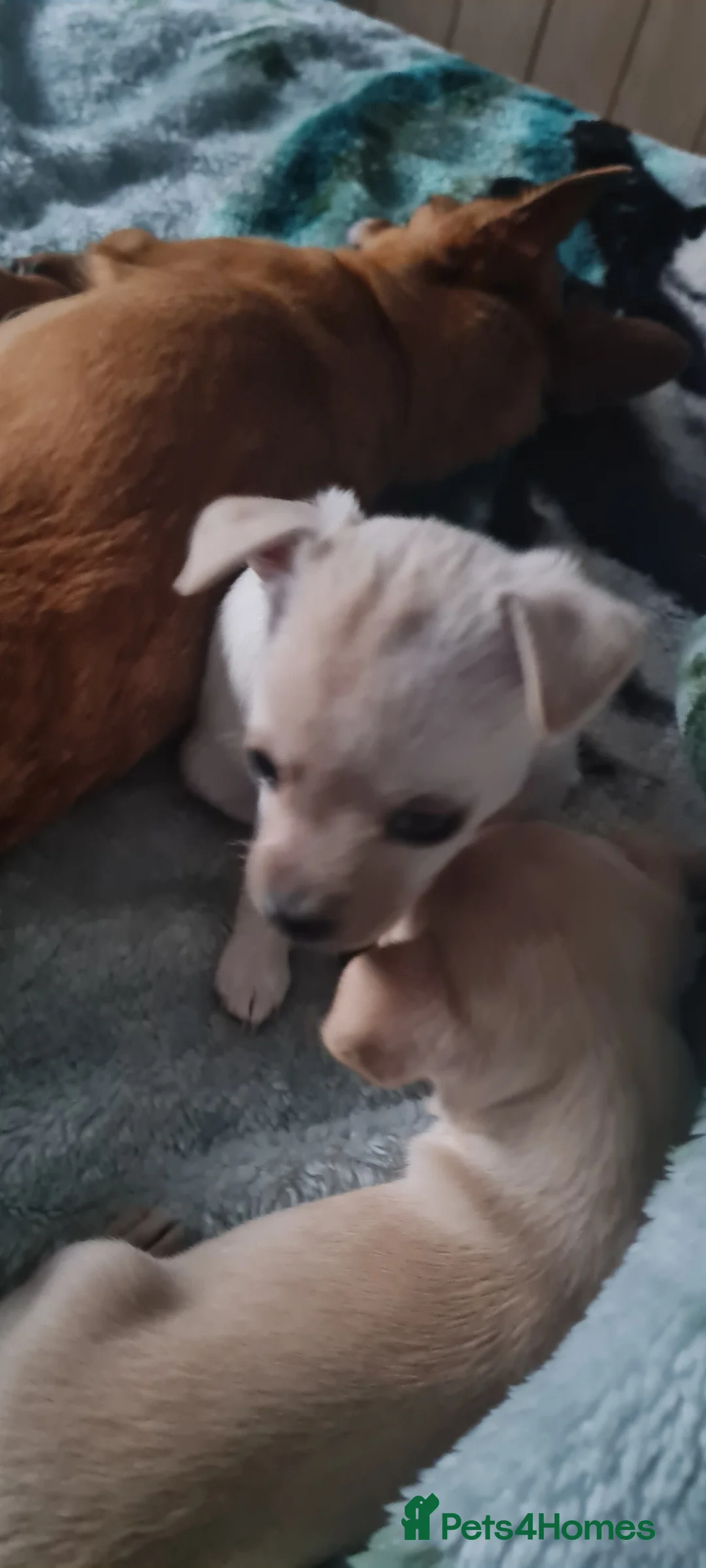 Mixed Breed dogs for sale: Beautiful chihuahua mix puppies - Advert 7