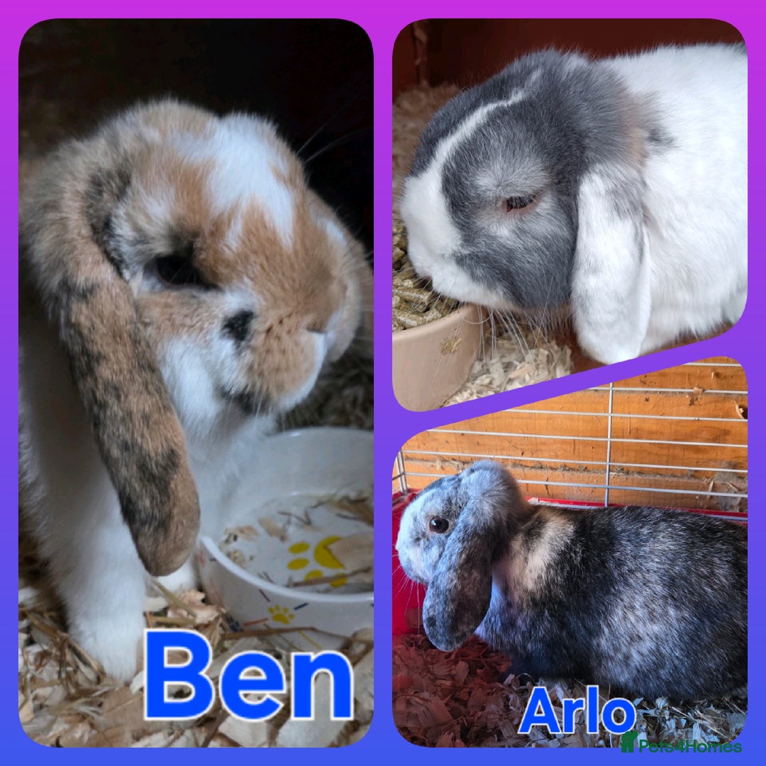 Mini Lop rabbits for sale: ♥️friendly mini lops FROM £30 ♥️ - Advert 1