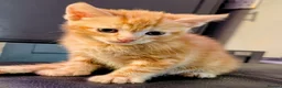 Mixed Breed cats for sale: Maine coon mix - Advert 3