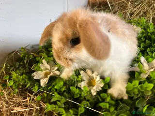 Mini Lion Lop rabbits Stunning mini lion lops - Advert 1