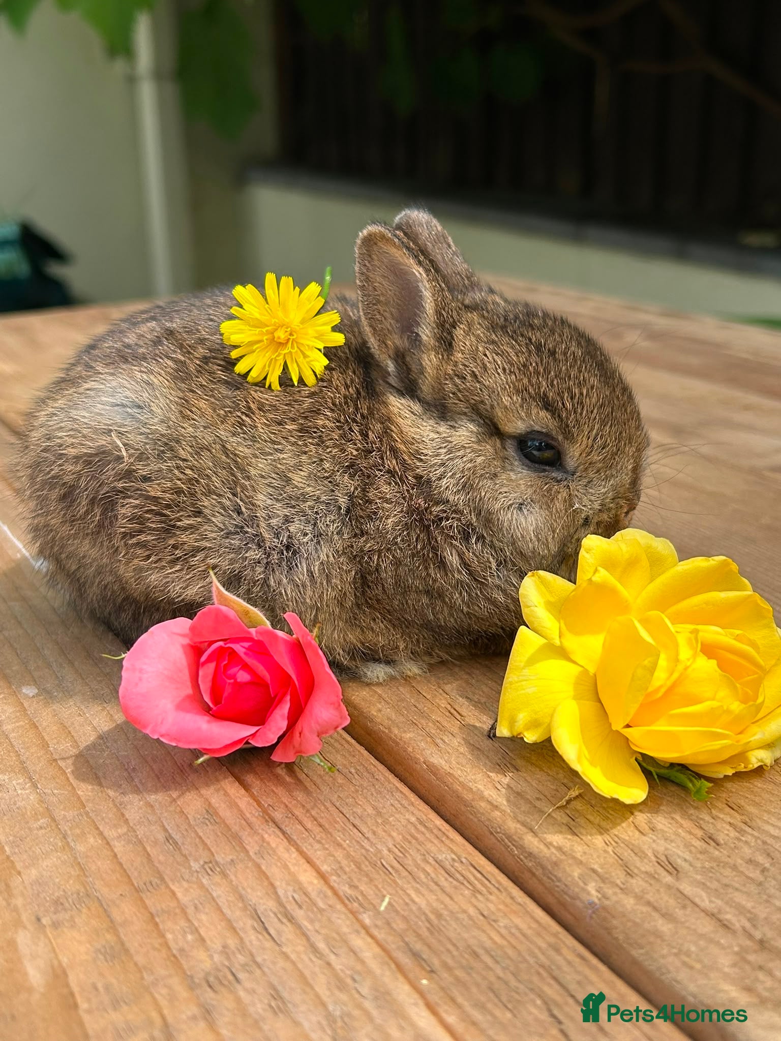 Netherland Dwarf rabbits Lap bunnies Netherland dwarf  - Advert 1