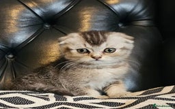 Scottish Fold cats for sale: Beautiful Scottish fold/straight kittens  - Image 11