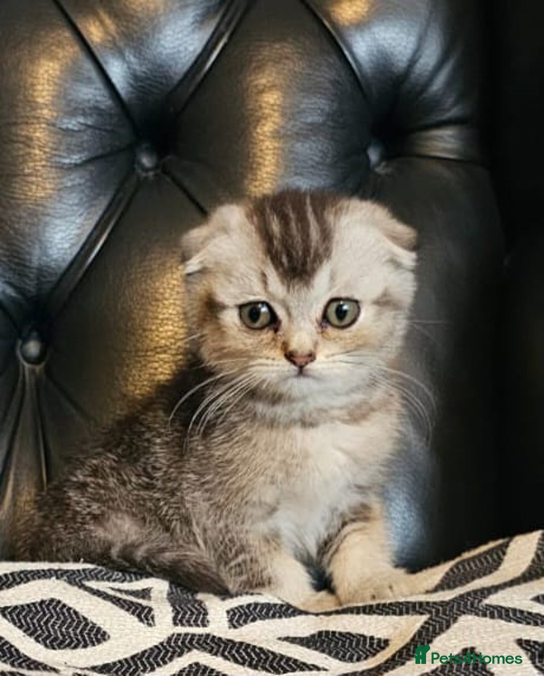 Scottish Fold cats for sale: Beautiful Scottish fold/straight kittens  - Image 11