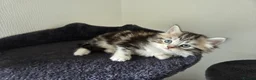 Mixed Breed cats for sale: Kittens for sale - Advert 15