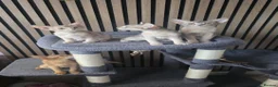 Abyssinian cats for sale: Pure Pedegree Aby kitten - Advert 15