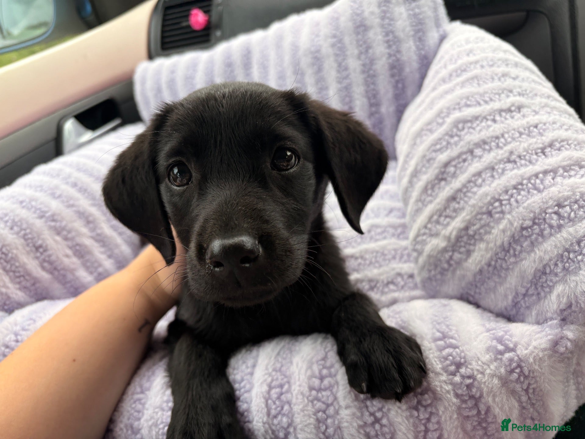 Mixed Breed dogs for sale: Gorgeous doggy - Advert 1