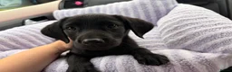 Mixed Breed dogs for sale: Gorgeous doggy in Rowlands Gill - Advert 1