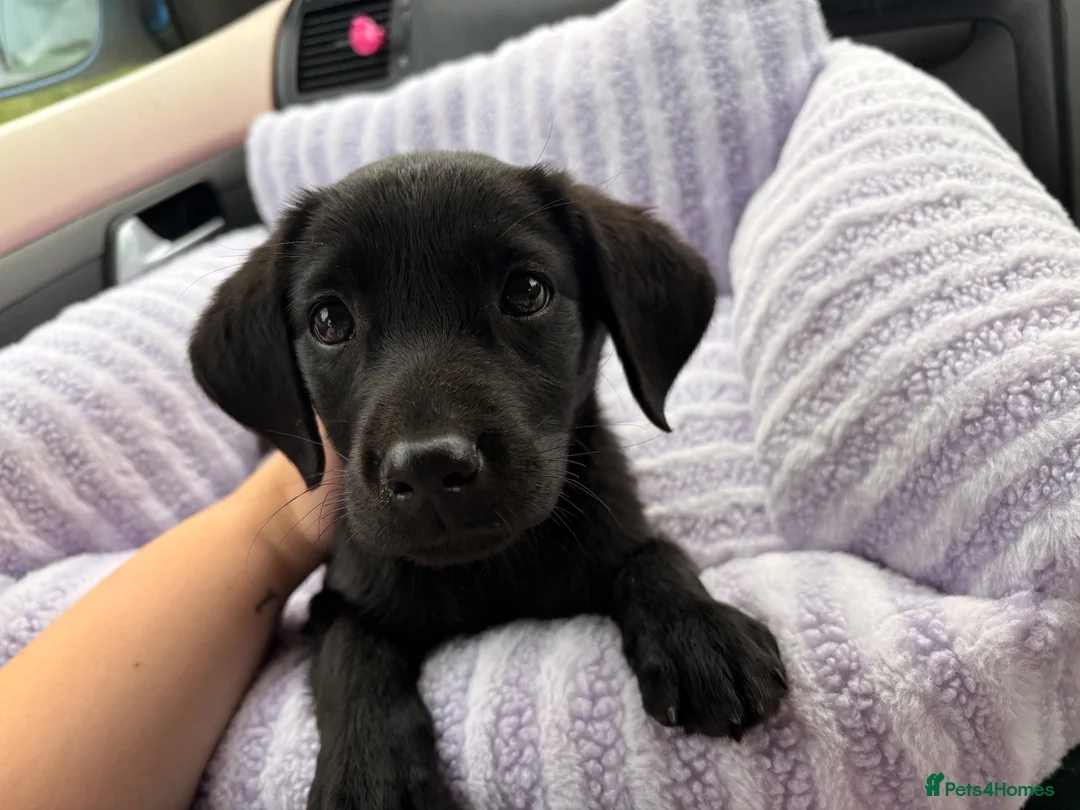 Mixed Breed dogs for sale: Gorgeous doggy in Rowlands Gill - Advert 1