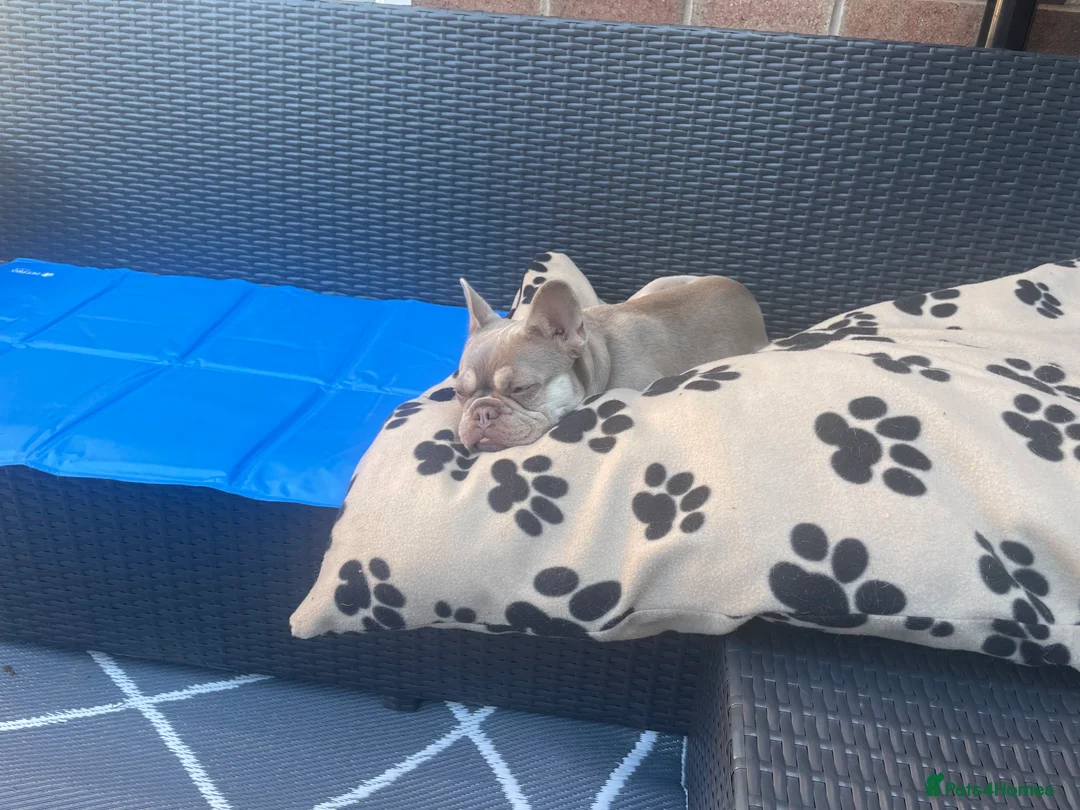 French Bulldog dogs for sale: 14 month old female frenchie  - Advert 2