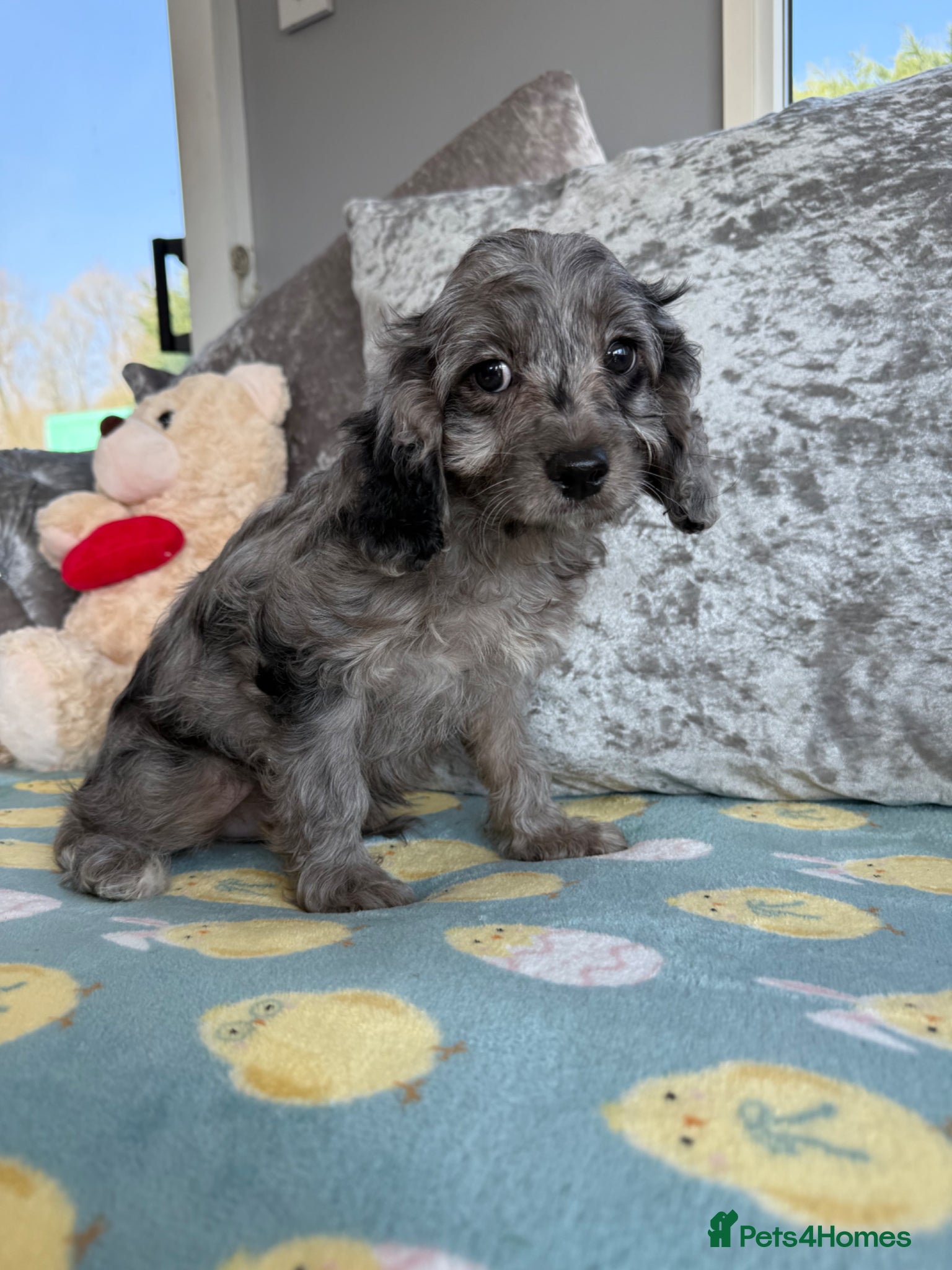 Cavapoo dogs Stunning DNA Clear Cavapoo Pups - Advert 1