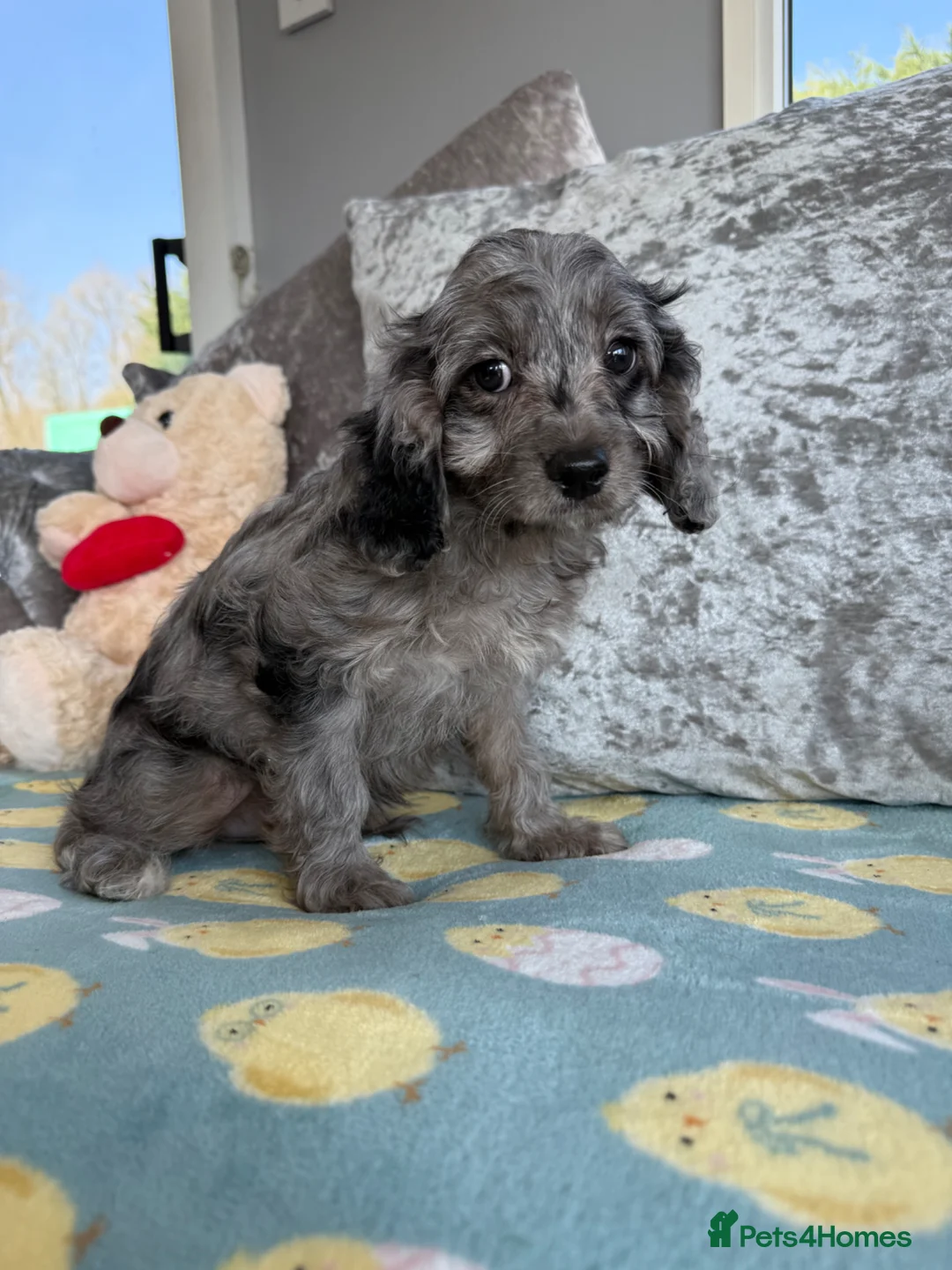 Cavapoo dogs for sale: Stunning DNA Clear Cavapoo Pups - Advert 2