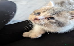 Persian cats for sale: Persian cross - Image 2