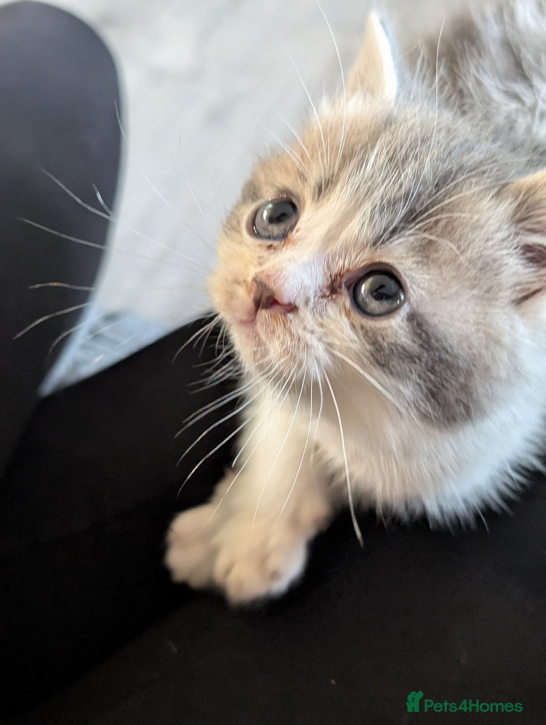 Persian cats for sale: Persian cross - Image 2