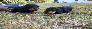 Dachshund 2