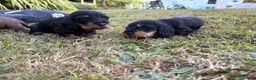 Dachshund dogs for sale: KC Regestered Teckel puppies in Cardiff - Advert 9