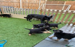 German Shepherd dogs for sale: German Shepherd pups for sale  - Image 13