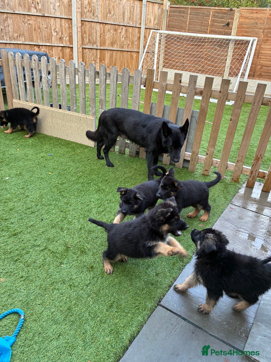 German Shepherd dogs for sale: German Shepherd pups for sale  - Image 13