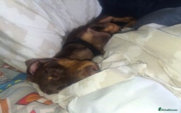 Dachshund dogs for sale: Experienced Dachshund owner only. - Image 4