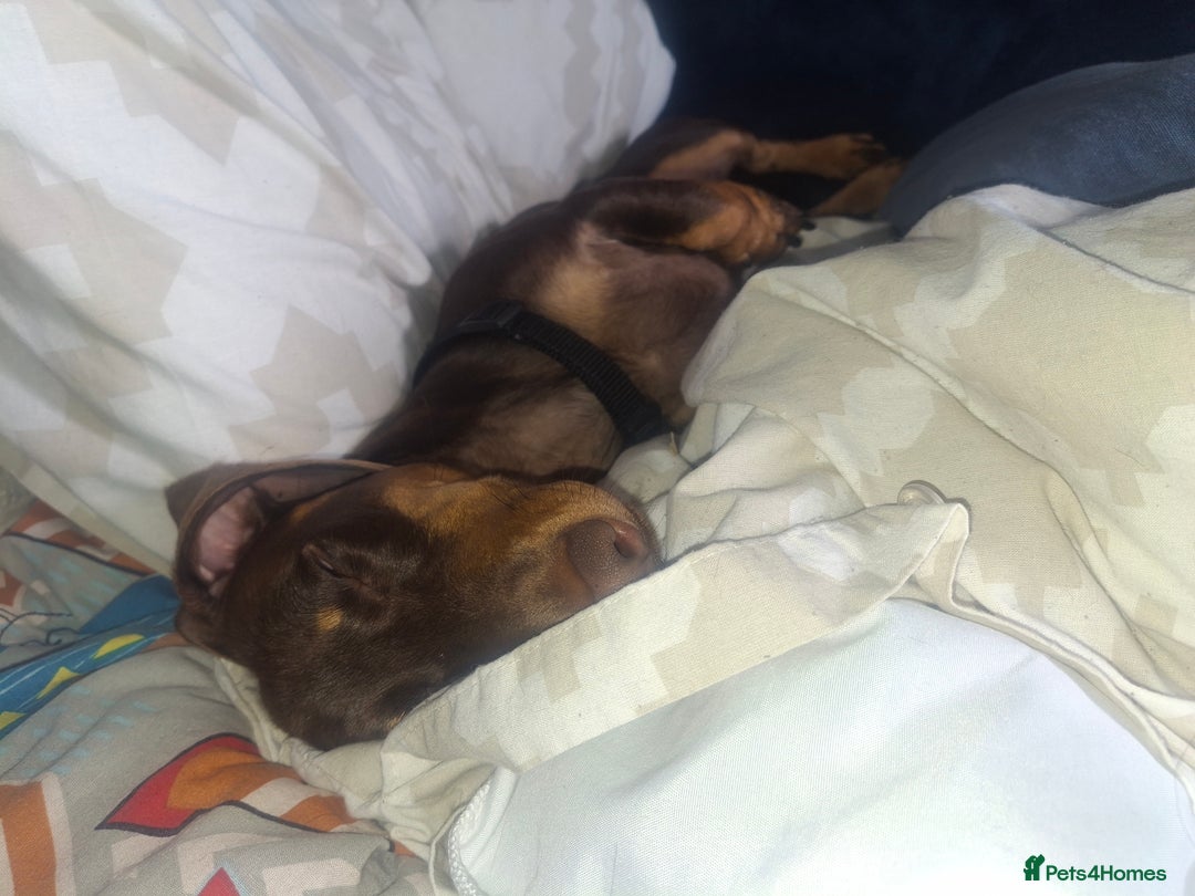 Dachshund dogs for sale: Experienced Dachshund owner only. - Image 4
