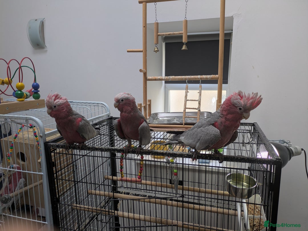 Cockatoo birds for sale: Galah cockatoos boy&girl available silly tamed - Image 10