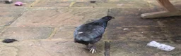 Chickens poultry for sale: 🐥 CHICKS & YOUNG CHICKENS AVAILABLE 🐔 - Advert 14