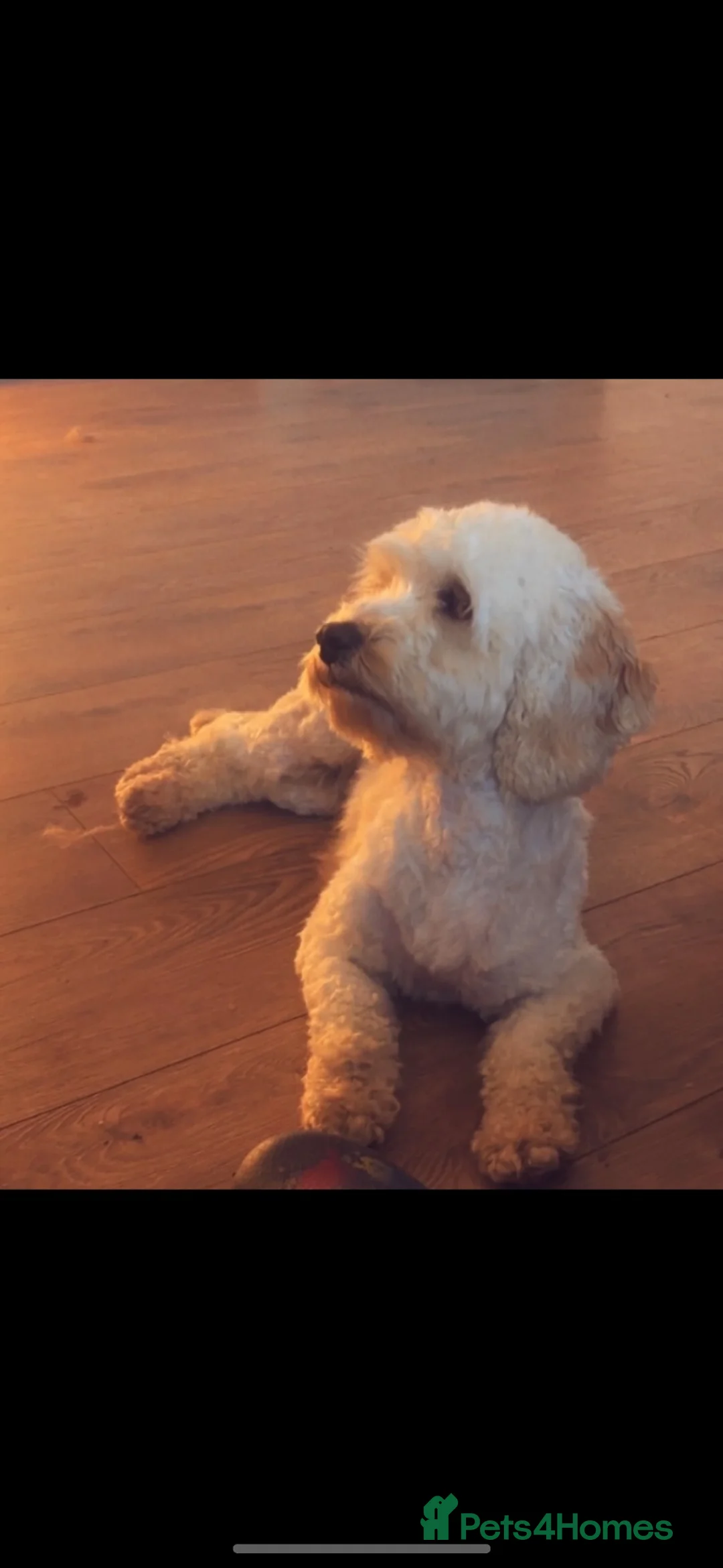 Cockapoo dogs for sale: F1b coloured cockapoos - Advert 2