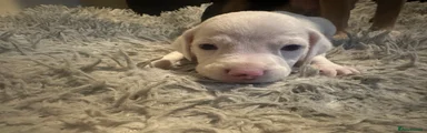 Mixed Breed 7