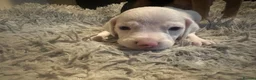 Mixed Breed dogs for sale: Mixed breed puppies in Rowley Regis - Advert 14