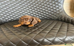 Dachshund dogs for sale: Dachshund puppies  - Image 3